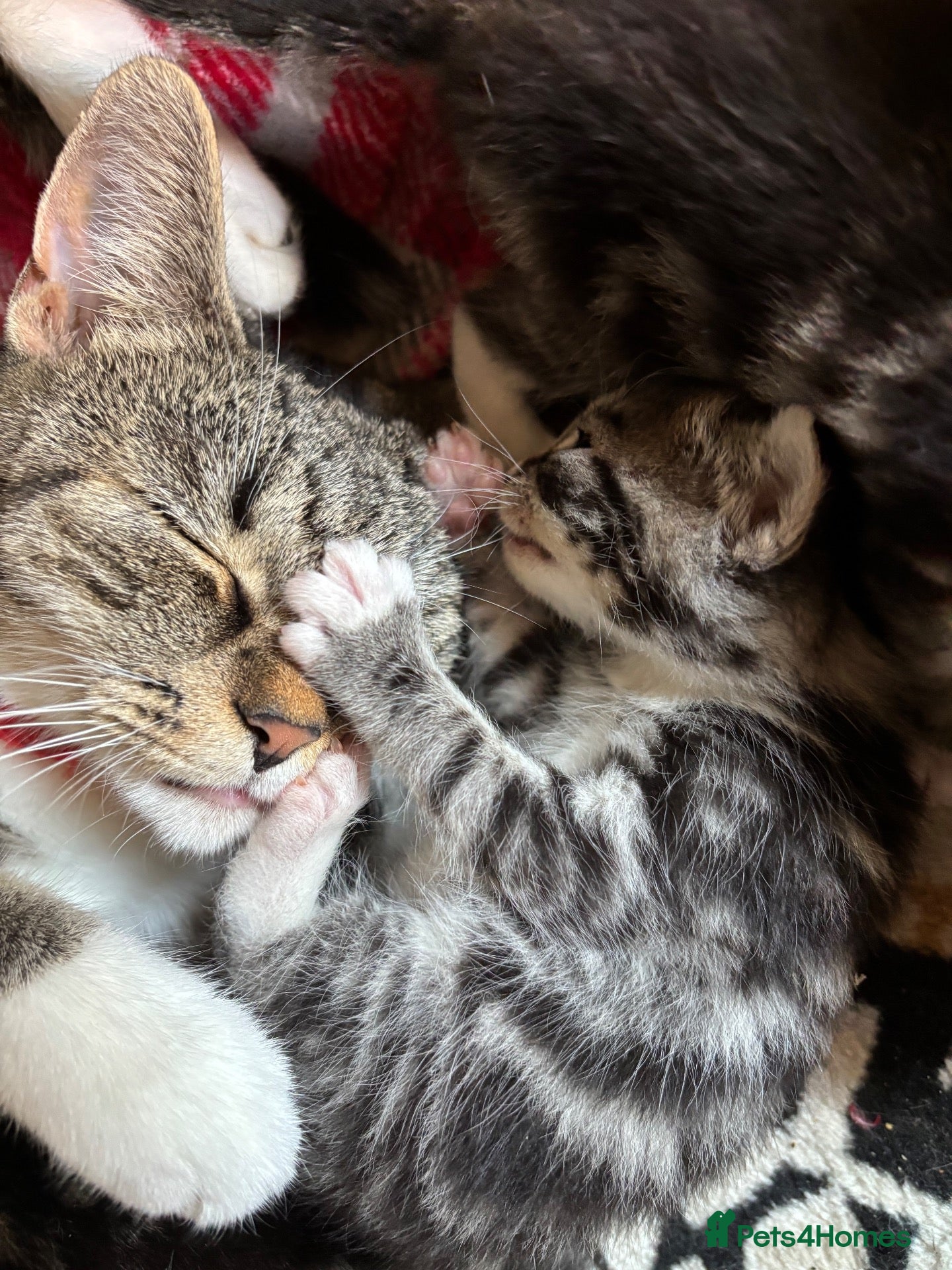 Mixed Breed cats Gorgeous kittens for sale - Advert 3