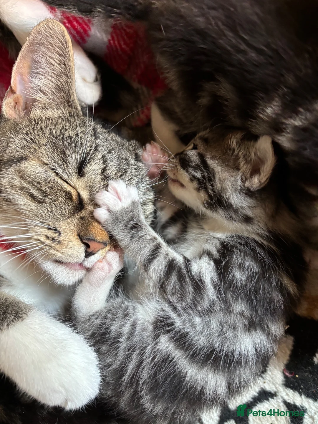 Mixed Breed cats for sale: Gorgeous kittens for sale in Waterlooville - Advert 1