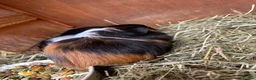 Guinea Pig rodents for sale: Guinea pigs in Wymondham - Advert 4
