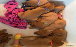 Labrador Retriever dogs for sale: Beautiful KC Fox Red Labrador Puppies - Image 4