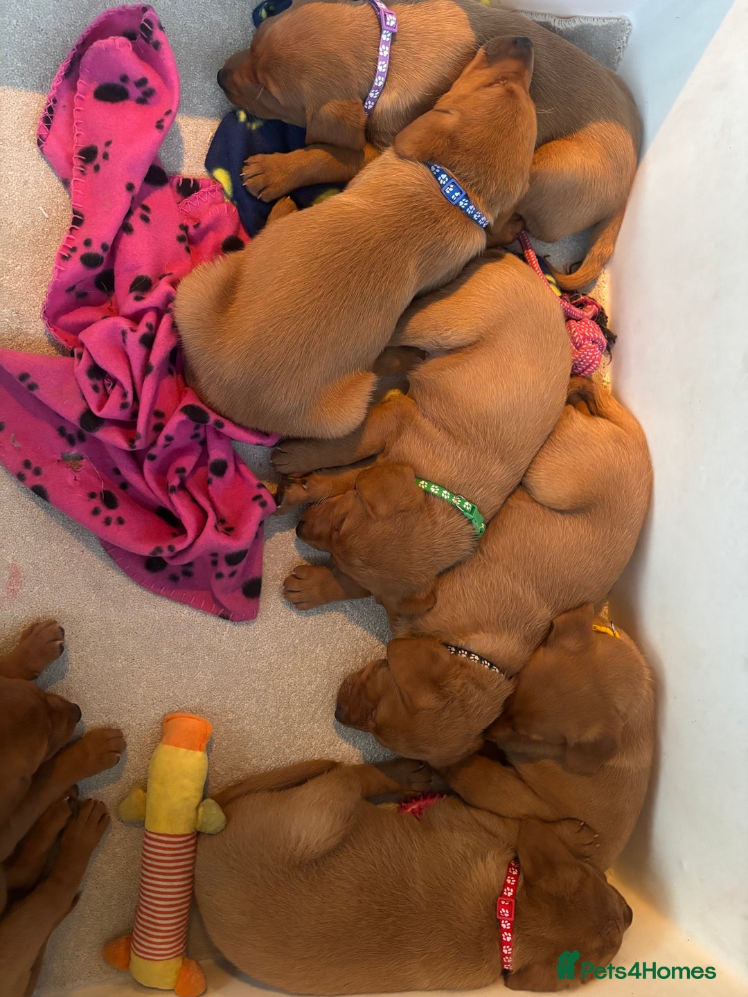 Labrador Retriever dogs for sale: Beautiful KC Fox Red Labrador Puppies - Image 4