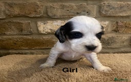 Cocker Spaniel dogs for sale: KC Cocker Spaniel Puppies  - Image 8