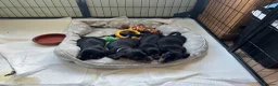 Miniature Dachshund dogs for sale: Kc reg miniature dachshunds - 2 girls - 2 boys  - Advert 18