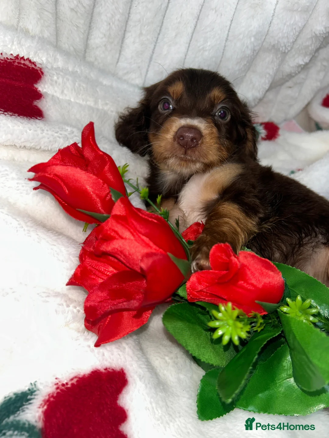 Miniature Dachshund dogs for sale: Miniature dachshund  - Advert 2