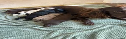 Cocker Spaniel dogs for sale: Cocker spaniel puppies  - Advert 25