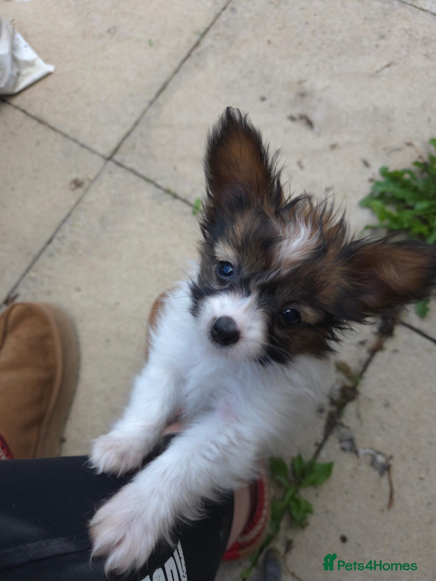 Papillon dogs KC Registered Papillon Puppies (Ready Soon!) - Advert 2