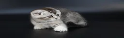 Scottish Fold cats for sale: LICENSED CATTERY PURE BREED TOP QUALITY KITTENS - Advert 32