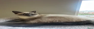Ragdoll Kitten 1