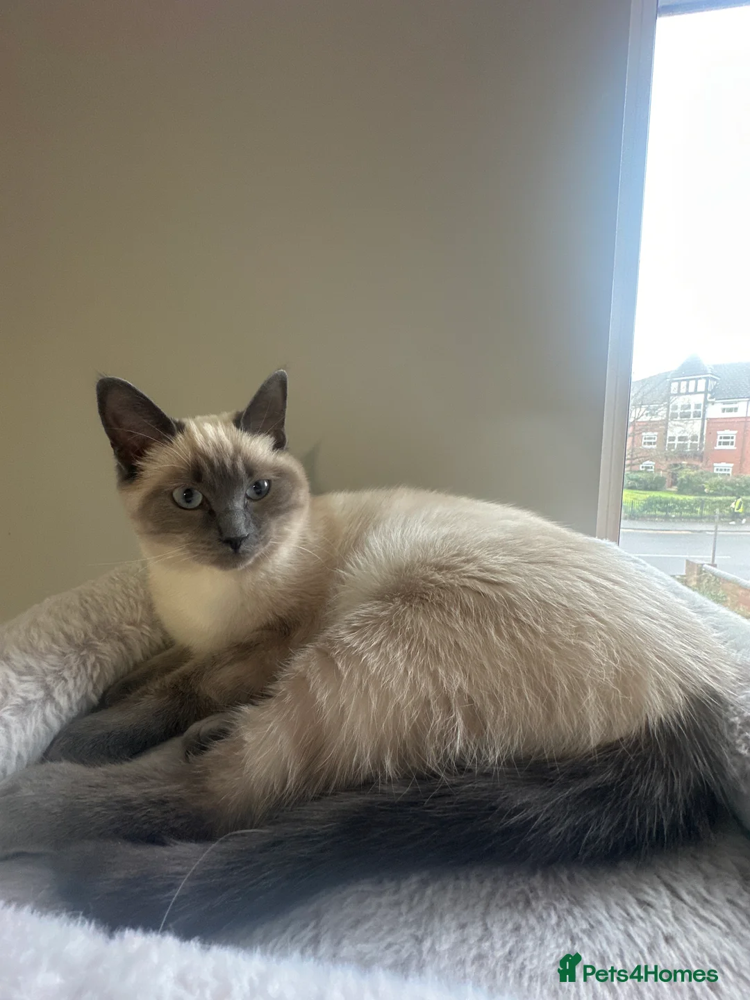 Ragdoll cats for sale: Ragdoll kitten for sale - Advert 2