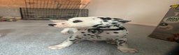 Dalmatian dogs for sale: PEDIGREE Dalmatian Puppies ready NOW - Advert 25
