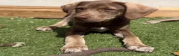 Mixed Breed dogs for sale: Waiting to Go -Stunning Husky Shepherd x Weim Boys - Advert 6