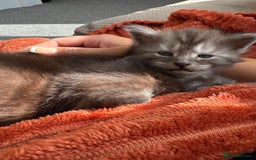 Maine Coon cats for sale: 🐾 Russian Maine Coon Kittens – TICA Registered 🐾 - Image 25