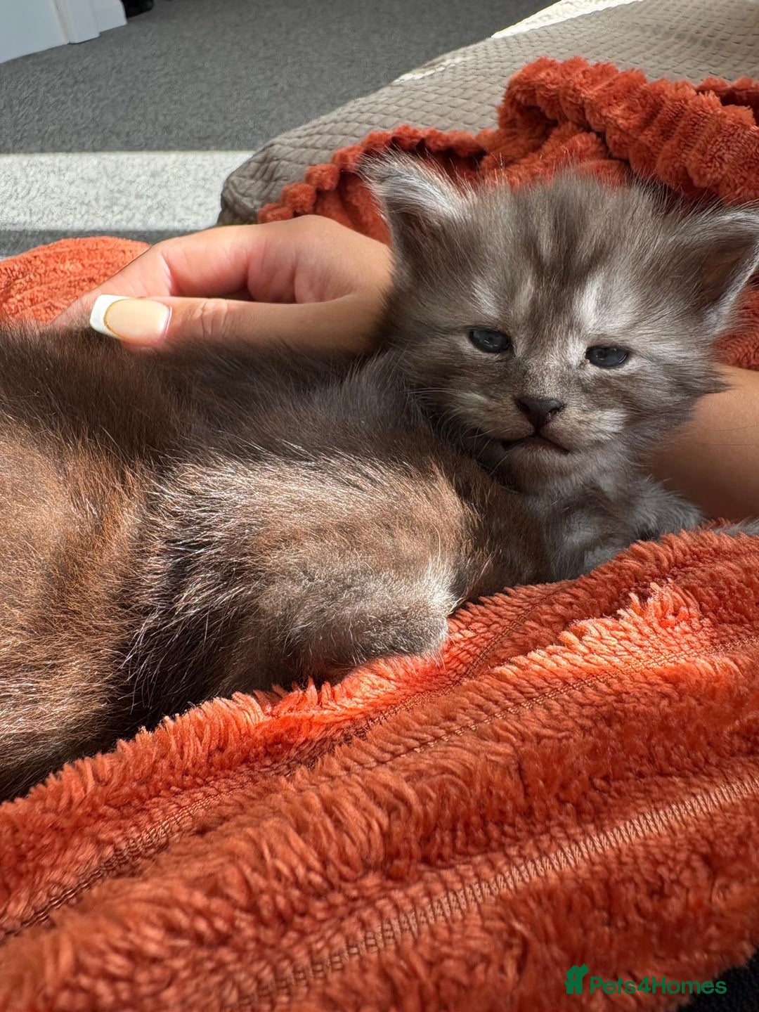 Maine Coon cats for sale: 🐾 Russian Maine Coon Kittens – TICA Registered 🐾 - Image 25