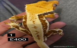 Gecko reptiles for sale: Stunning high end Red Lilly White with portholes - Image 1