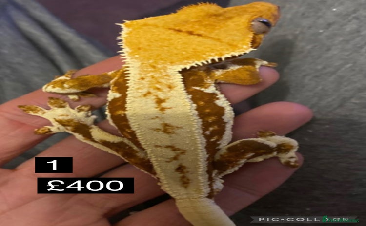 Gecko reptiles - Advert 2