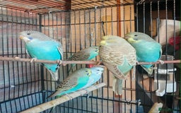 Budgerigars birds for sale: Budgies - Image 5