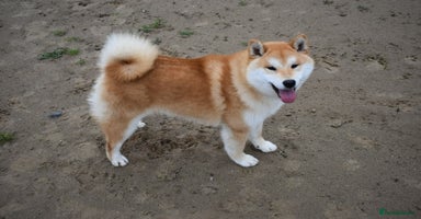 Japanese Shiba Inu dogs in Ammanford - Advert 6