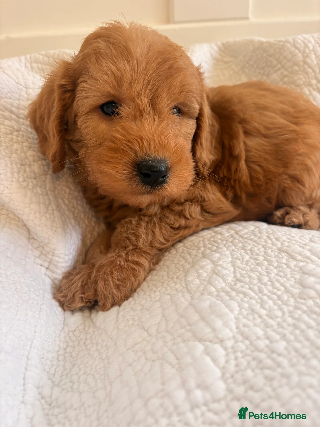 Labradoodle dogs for sale: LICENSED BREEDER QUALITY MINI LABRADOODLES - Advert 17