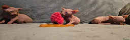 Sphynx cats for sale: Sphynx kittens for sale - Advert 17