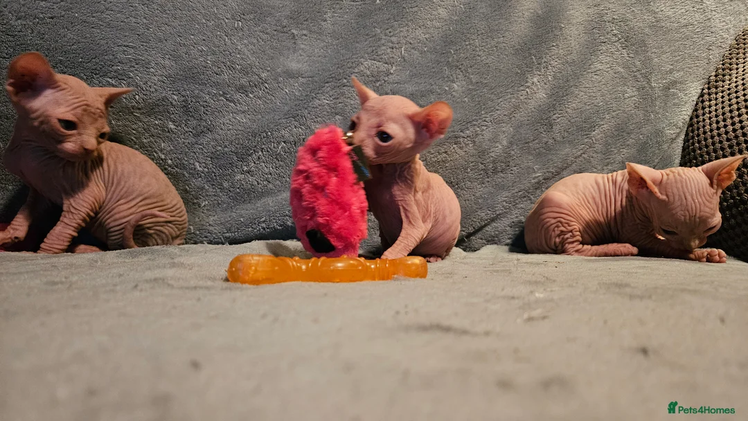 Sphynx cats for sale: Sphynx kittens for sale - Advert 17