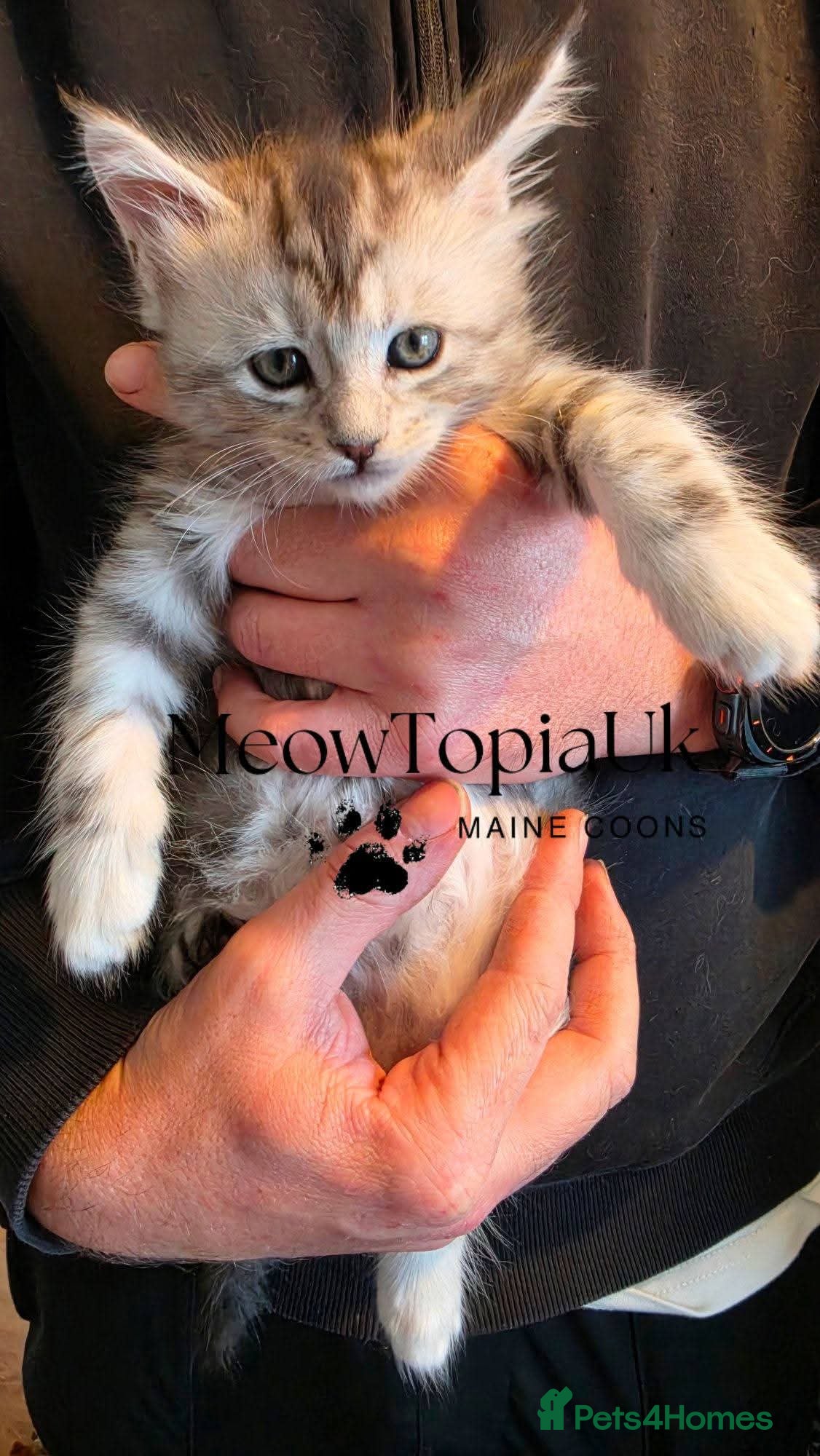 Maine Coon cats   Tica registered pedigree mainecoon kittens  - Advert 8