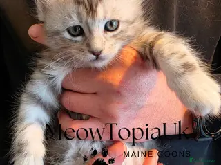 Maine Coon cats Tica registered pedigree mainecoon kittens - Advert 8