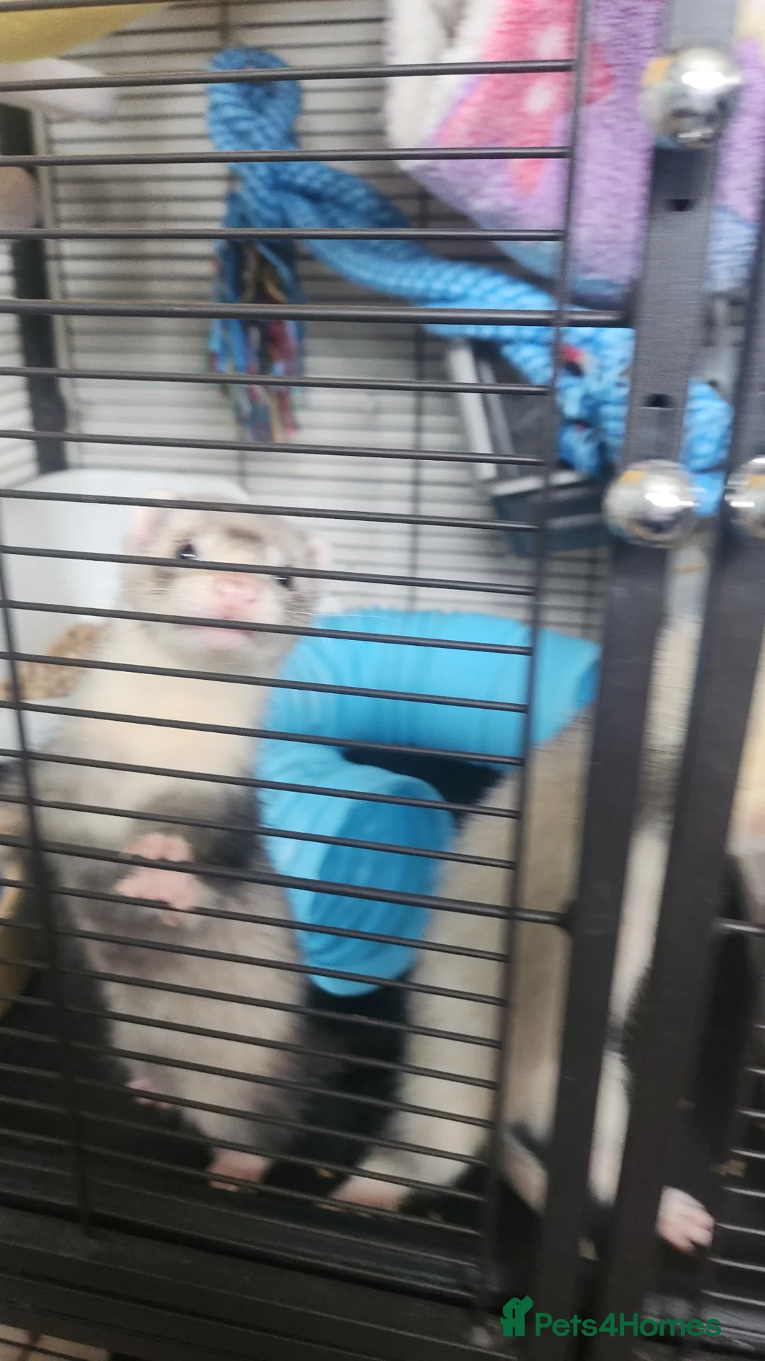 Ferret rodents for sale: Male ferret kits with cage in Chelmsford - Advert 2