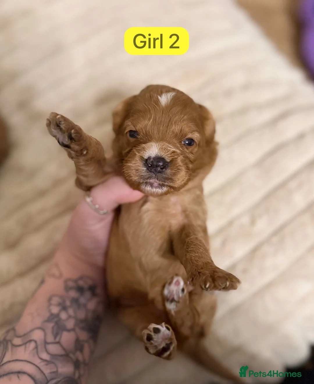 Cavapoo dogs for sale: Cavapoo Puppies - Advert 29