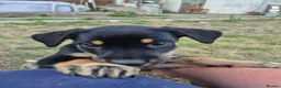 Mixed Breed dogs for sale: 8 Huntaway x puppies for sale - Advert 12