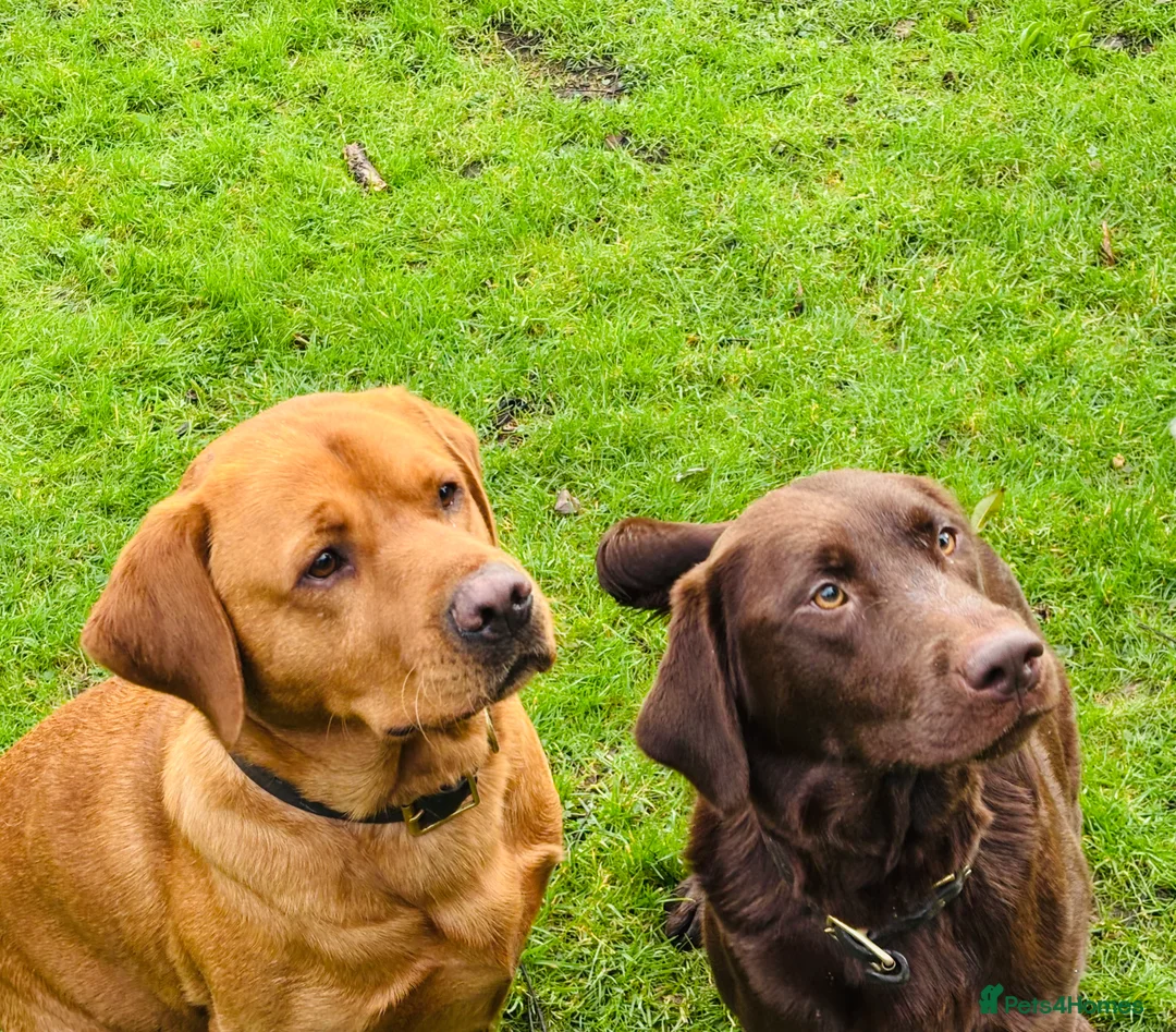 Labrador Retriever dogs for sale: Beautiful black Labrador puppies - Advert 4