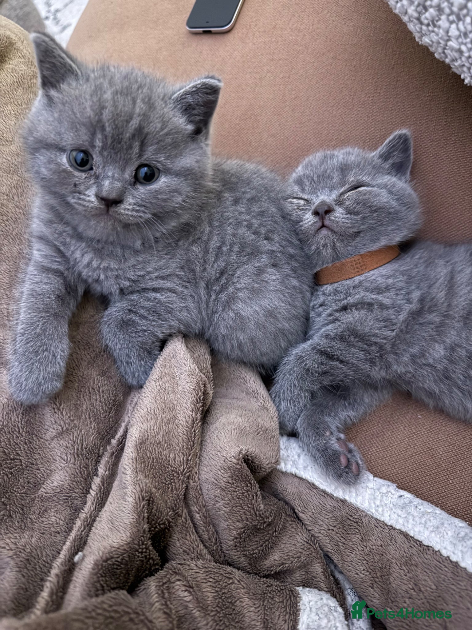 British Shorthair cats Beautiful British Shorthair kittens x4 - Advert 7