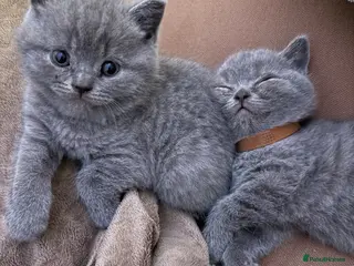 British Shorthair cats Beautiful British Shorthair kittens x4 - Advert 7
