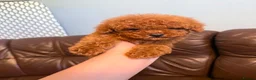 Toy Poodle dogs for sale: Toy poodle - Advert 7