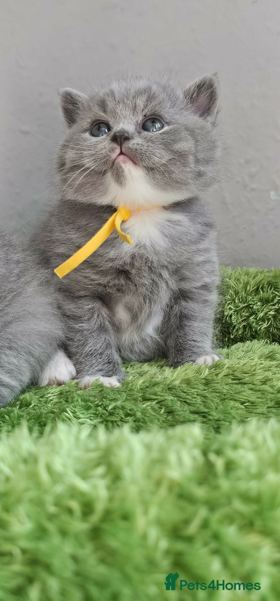 British Shorthair cats British Shorthair Kittens GCCF - Advert 2