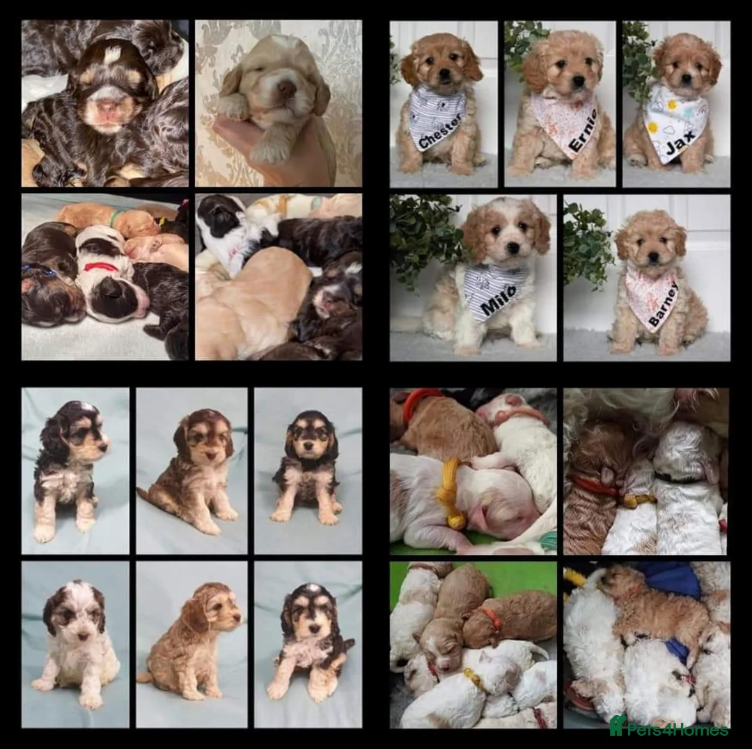 Poodle dogs for stud: KC registered/health tested Poodle studs in Bolton - Advert 12