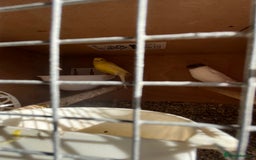 Canaries birds for sale: Canaries and finches  - Image 2
