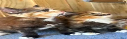 Mixed Breed cats for sale: Ginger and tortoise  kittens  - Advert 13