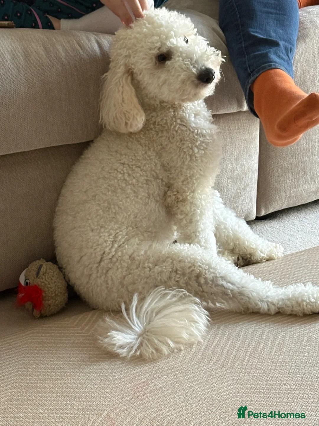 Cockapoo dogs for sale: Lucky Male cockapoo - 15 months old  - Advert 2