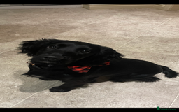 Cocker Spaniel dogs for sale: Kc working cocker spaniel - Image 12