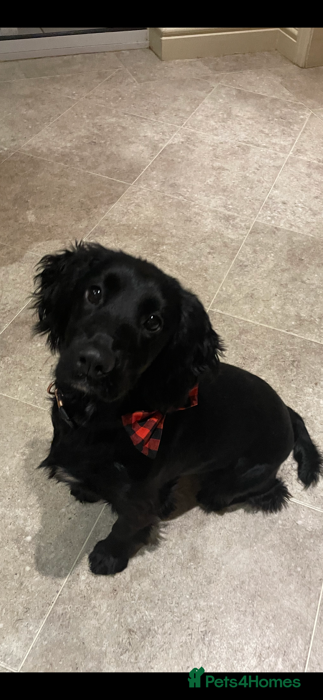 Cocker Spaniel dogs for sale: Kc working cocker spaniel - Image 12