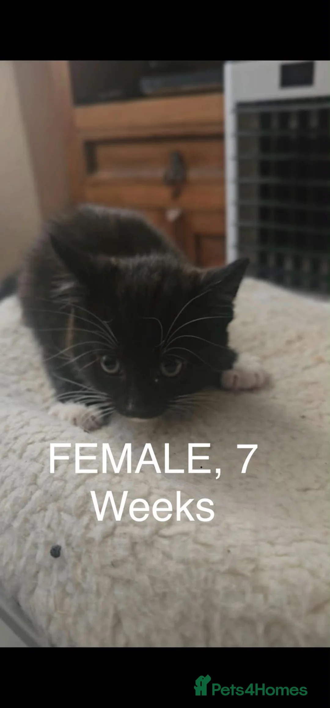 Mixed Breed cats for sale: Looking For Their Forever Home in Burton-on-Trent - Advert 9