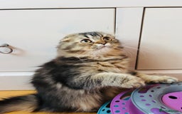 Scottish Fold cats for sale: Scottish fold kitten - Image 5