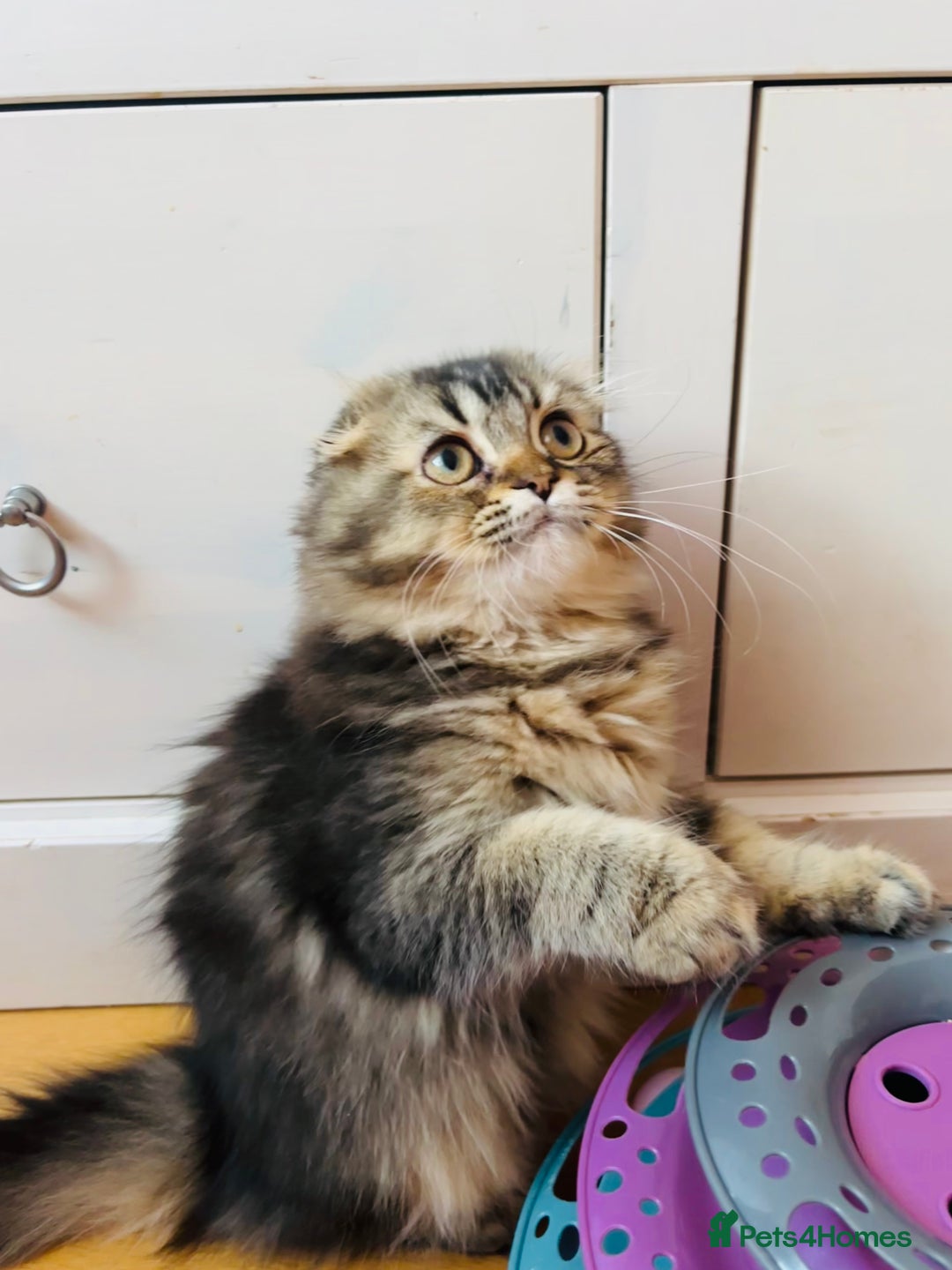 Scottish Fold cats for sale: Scottish fold kitten - Image 5