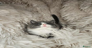 Mixed Breed cats - Advert 5