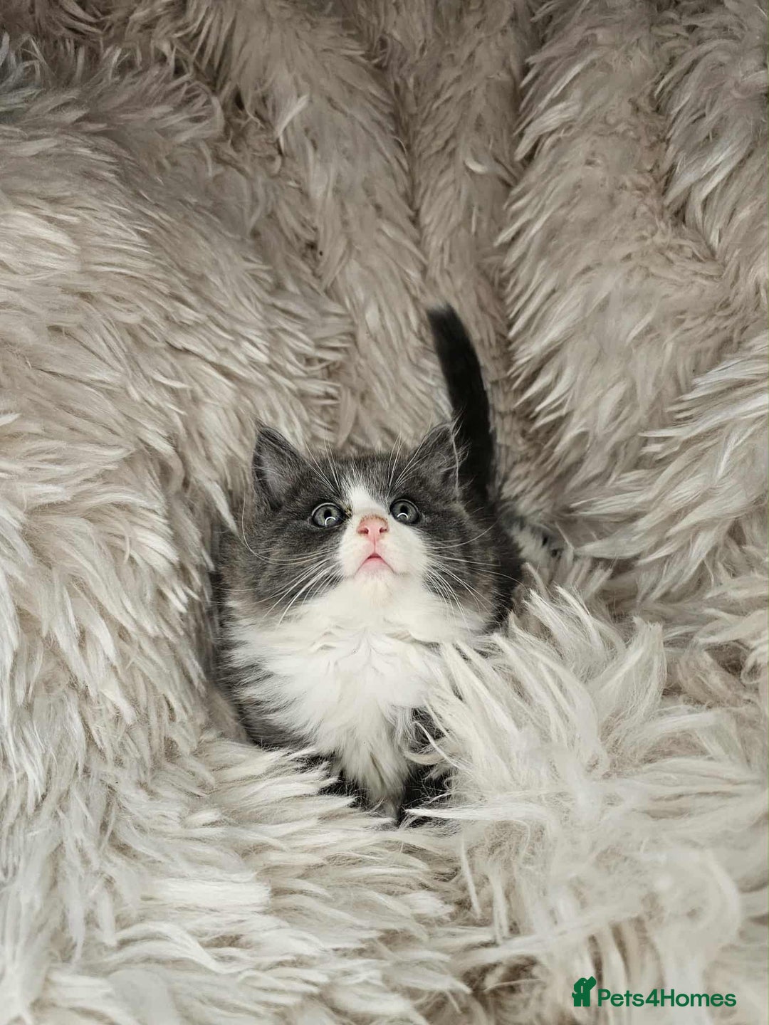Mixed Breed cats for sale: 2 very big beautiful fluffy kittens - Image 2