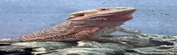Bearded Dragon reptiles for sale: Bearded Dragon in Barry - Advert 4