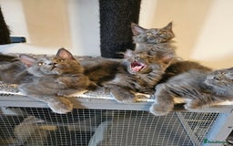 Maine Coon cats for sale: 🔥*Stunning Litter of 8💎Solid Blue Maine Coon*🔥  - Image 19