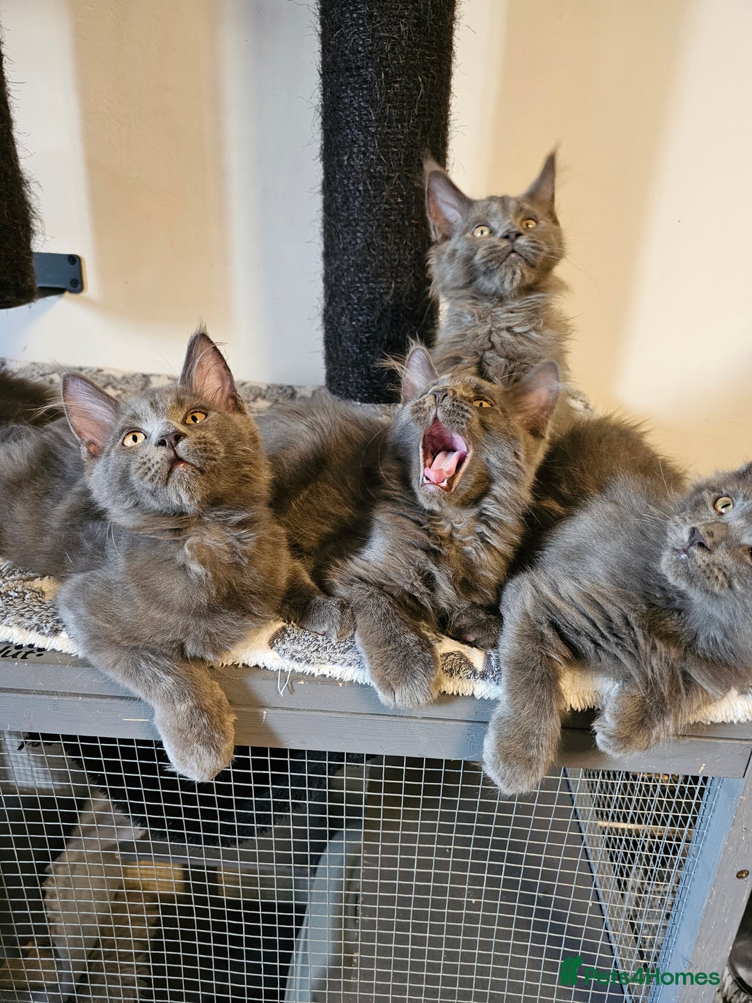 Maine Coon cats for sale: 🔥*Stunning Litter of 8💎Solid Blue Maine Coon*🔥  - Image 19