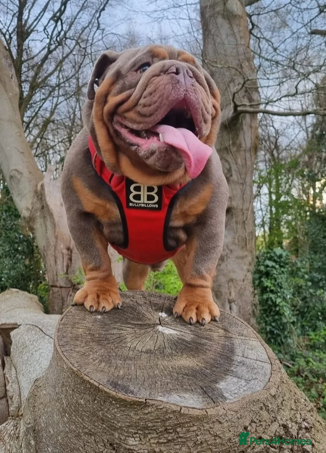 Mixed Breed dogs for sale: BEAUTIFUL GIRL LILAC OLD TYME BULLDOG  - Advert 4