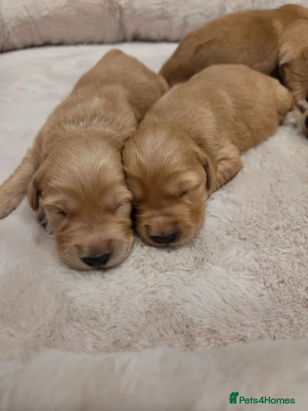 Golden Retriever dogs for sale: KC Reg Puppies, Fully Health-Tested Parents 🐾 - Advert 2
